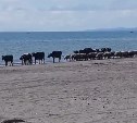 В Таранае коровы на море пришли и овец привели