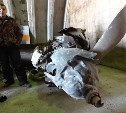 Сахалинские поисковики готовят к реставрации самолет с загадочной судьбой