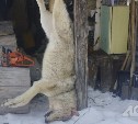"Все-таки волк": стали известны результаты ДНК дикого зверя, которого нашли мёртвым на Сахалине 