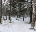 Жителей и гостей Южно-Сахалинска зовут на иммерсивную прогулку по парку 