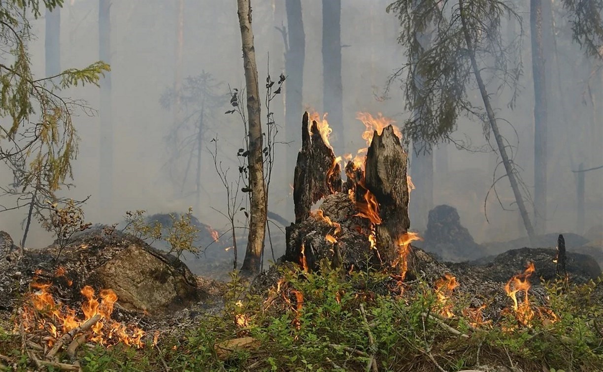 На тушение лесных пожаров в Сахалинской области выделят более 12 миллионов рублей