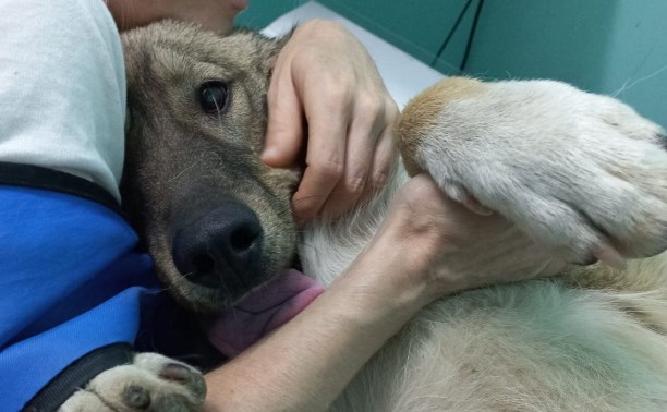 На Сахалине пёс Буля, которого переехали бульдозером и хотели съесть, спас водителя