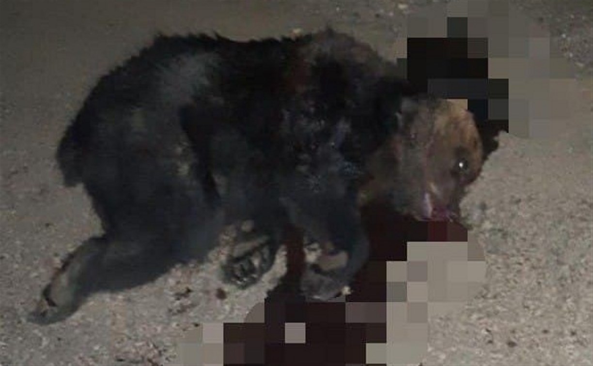 Автомобиль сбил медвежонка в Тымовском районе