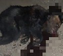 Автомобиль сбил медвежонка в Тымовском районе