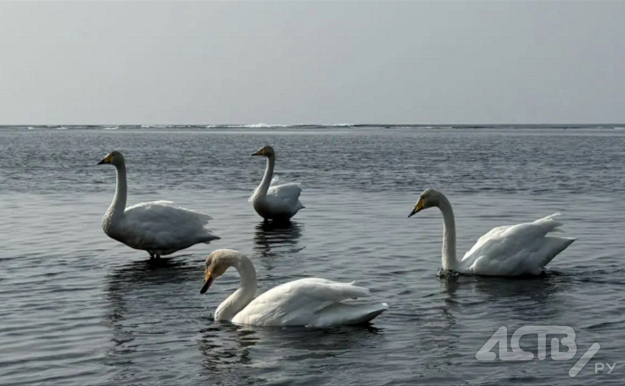 На Сахалине снег и похолодание, а на Курилах дождь и потепление: прогноз погоды для региона на 7 апреля