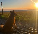 Самый романтичный лис найден на Курилах