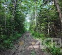 Коммерсант на Сахалине незаконно снёс бульдозерами более 2 000 деревьев, чтобы проложить трассу