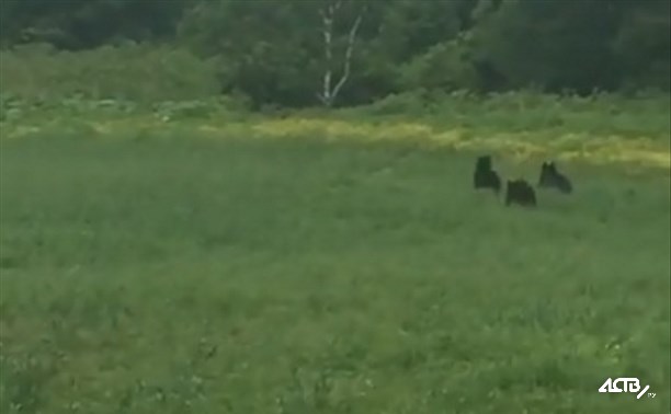 Медведи резвились на полянке у въезда в Корсаков