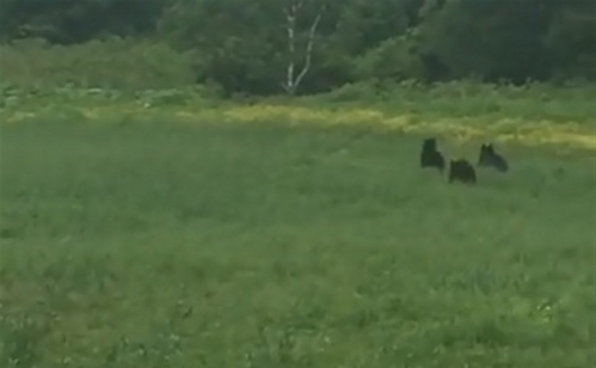 Медведи резвились на полянке у въезда в Корсаков