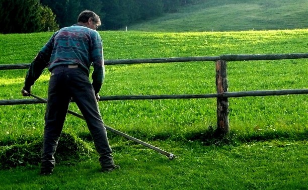 Чиновники предложили изымать земли за мусор и нескошенную траву Чиновники предложили изымать земли за мусор и нескошенную траву