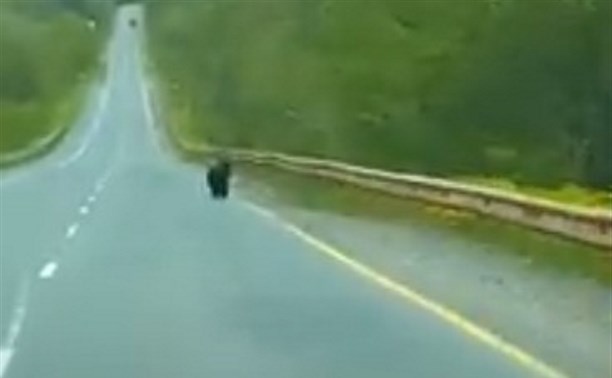 "От мамки получит": медвежонок выбежал перед машиной на Охотской трассе 