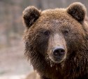 Следствие начало проверку по факту гибели сахалинца от лап медведя