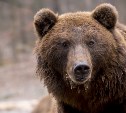 Медведь напал на мужчину в Поронайском районе