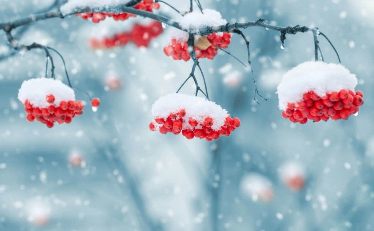 В большинстве районов снег: какой будет погода на Сахалине и Курилах 8 февраля