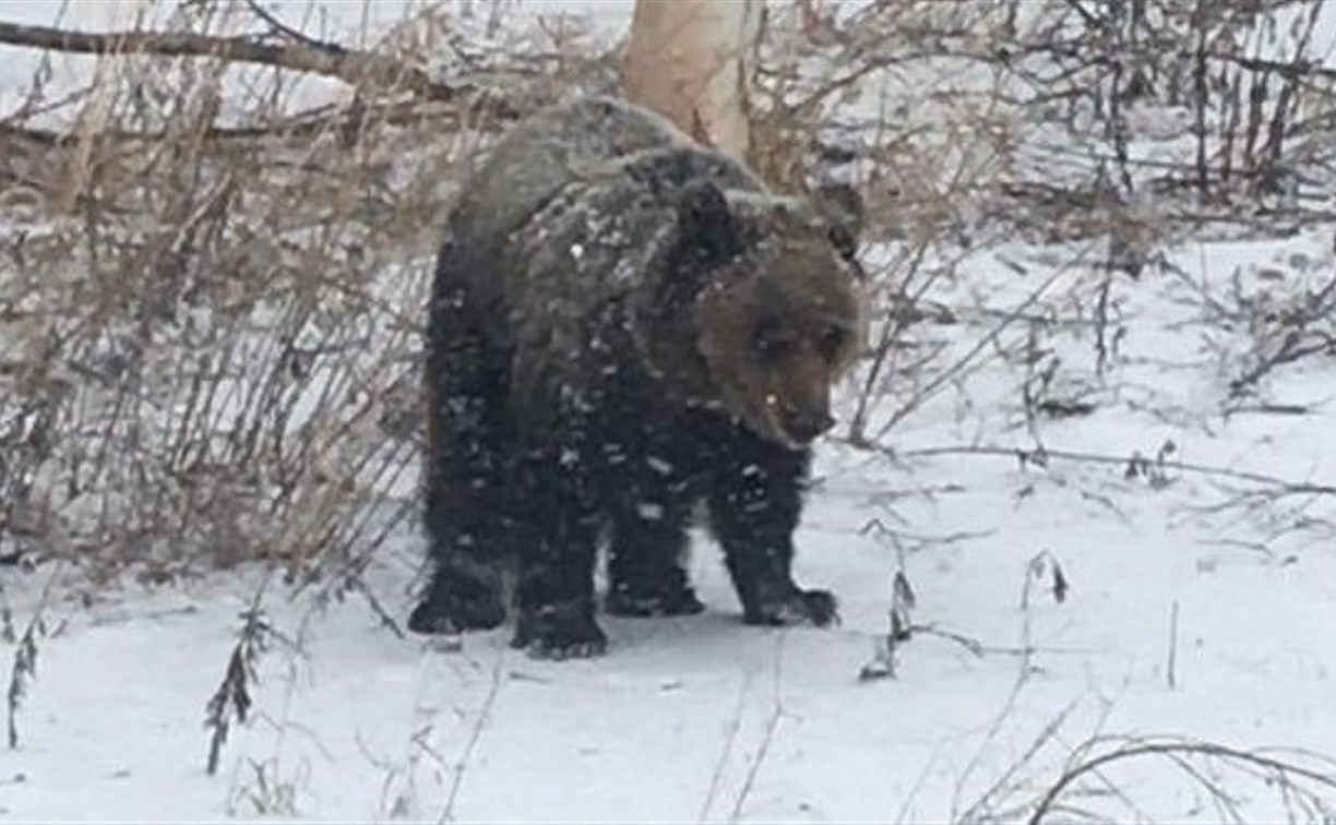 Сахалинцы встретили медведя у обочины трассы на севере острова