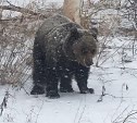 Сахалинцы встретили медведя у обочины трассы на севере острова