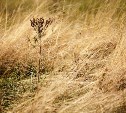 Вокруг Елочек, Новой Деревни, Хомутово и Весточки выкашивают сухую траву