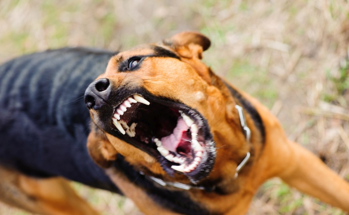 Председатель Госдумы предложил наказывать чиновников за нападения бездомных собак