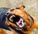 Председатель Госдумы предложил наказывать чиновников за нападения бездомных собак