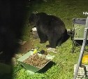 Медведя отстрелили в пригороде Южно-Сахалинска