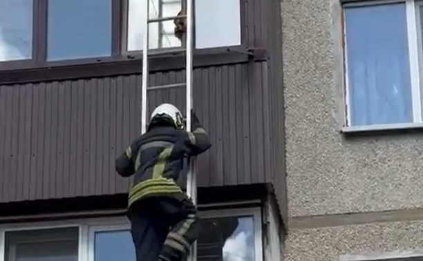 Спасатели в Южно-Сахалинске вытащили кошку из оконной удавки