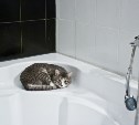 Заставляют включать титаны: многоэтажке в Южно-Сахалинске дают прохладную воду вместо горячей