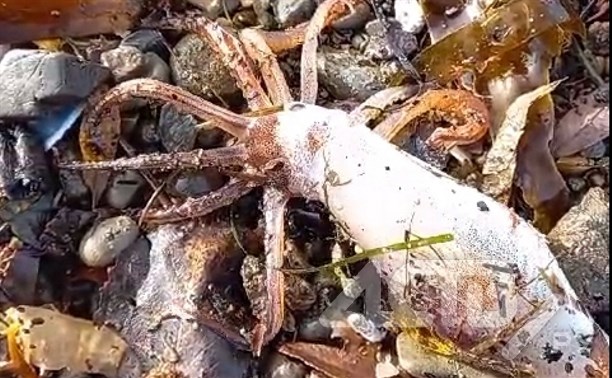 "Такого я ещё не видел": на Сахалине морской берег завалило живыми кальмарами