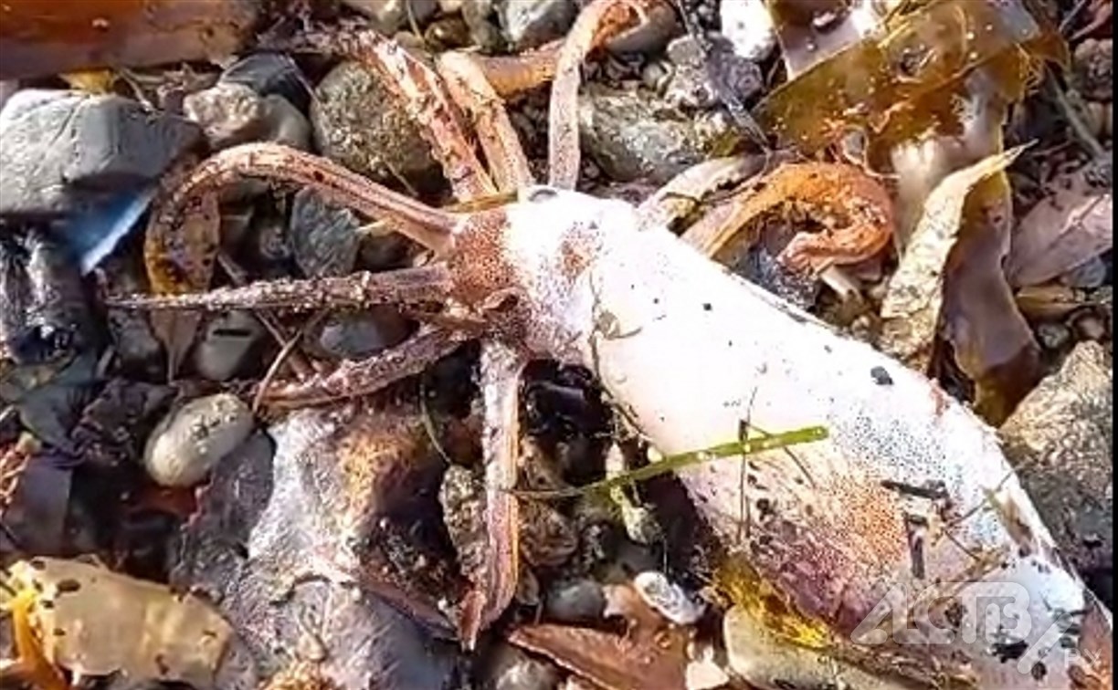 "Такого я ещё не видел": на Сахалине морской берег завалило живыми кальмарами
