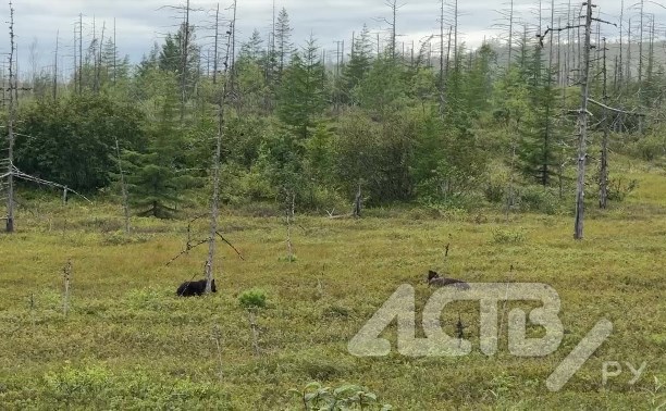 Очевидец: детёныши несколько дней не отходят от мёртвой медведицы на севере Сахалина