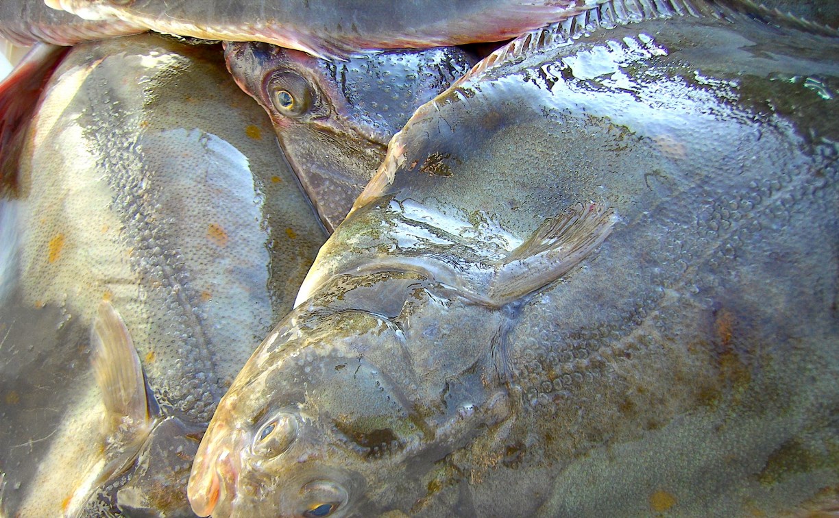 Продажу наваги открыли в Южно-Сахалинске