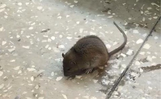 Мышь в торговом зале продуктового супермаркета поймали в Южно-Сахалинске
