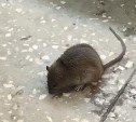 Мышь в торговом зале продуктового супермаркета поймали в Южно-Сахалинске