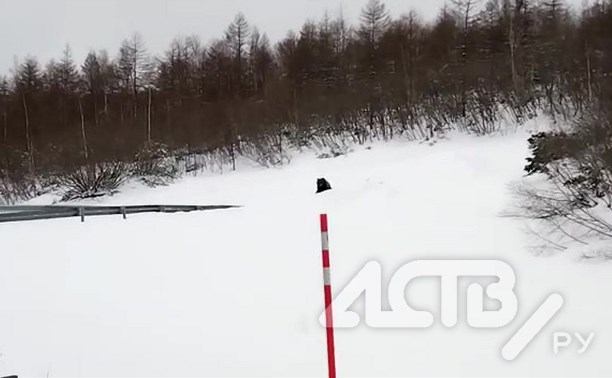 "Эй, Винни!": сидящий в сугробе медведь собрал на трассе любопытных сахалинцев