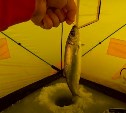 "Шпарит без промаха": сахалинские рыбаки уносят селёдку со льда вёдрами