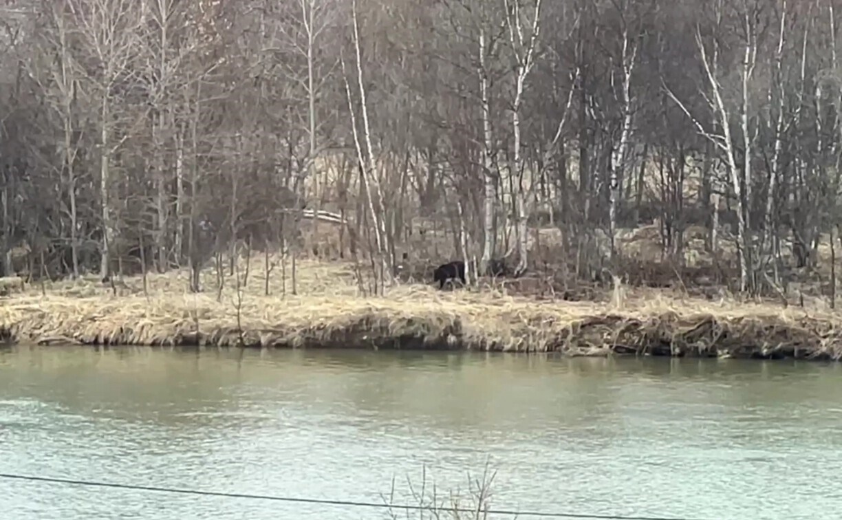 В Аниве на берегу реки заметили медведя 