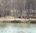 В Аниве на берегу реки заметили медведя 