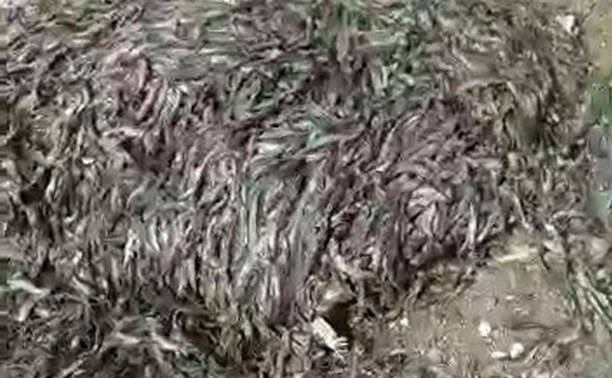 Тонны тухлой рыбы обнаружили на берегу Сахалина