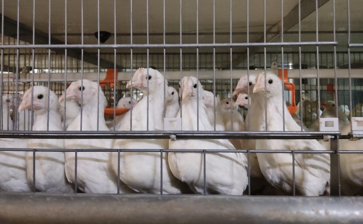 К новому году птицефабрика "Островная" планирует выпускать 100-110 тысяч товарного яйца в сутки
