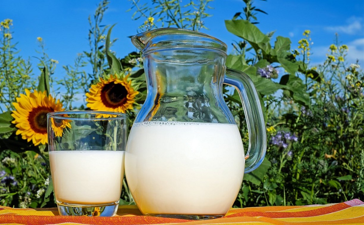 Некоторые сахалинские коровы дали некачественное молоко
