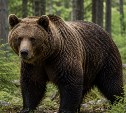 Зоологи призвали остановить отстрел медведей в России