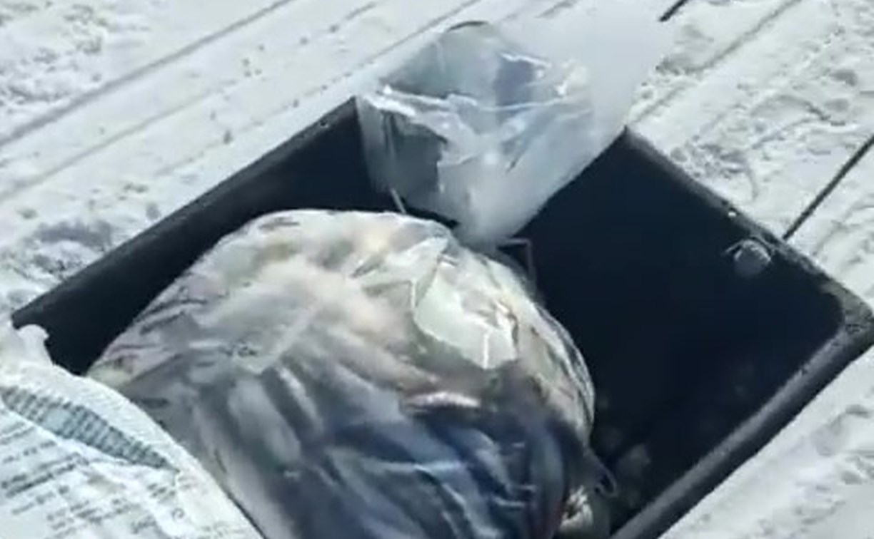 50 кг рыбы за полдня: сахалинцы доложили, как клюёт на Найбе