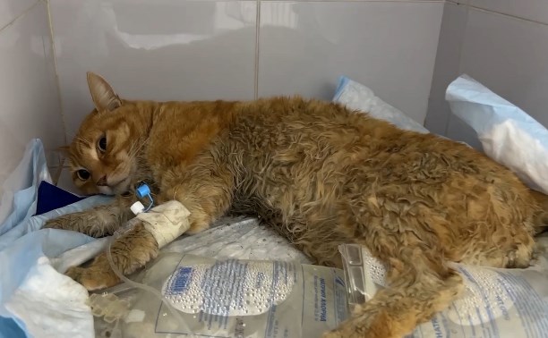 Рыжего кота с пятью переломами пытаются спасти на Сахалине: объявлен сбор средств на операцию