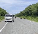 Три медведя устраивают беспредел на камчатской трассе