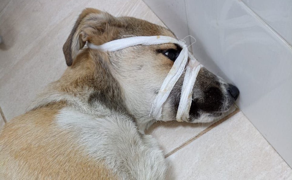 Медики из Поронайска взяли ответственность за сбитого скорой помощью щенка