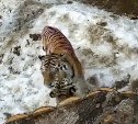 Тигрица пытается покорить холодное сердце Амура в сахалинском зоопарке - видео