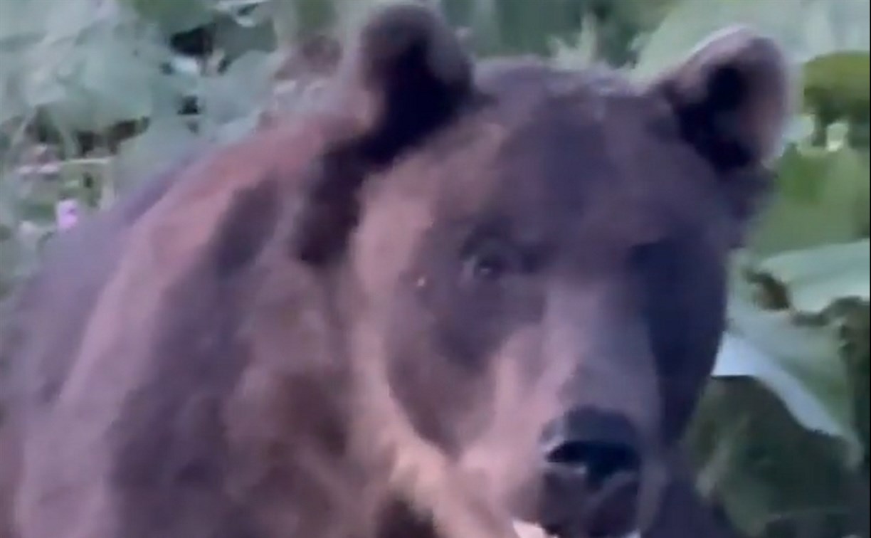 Огромный медведь на Итурупе вышел к людям на расстоянии двух метров