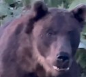 Огромный медведь на Итурупе вышел к людям на расстоянии двух метров