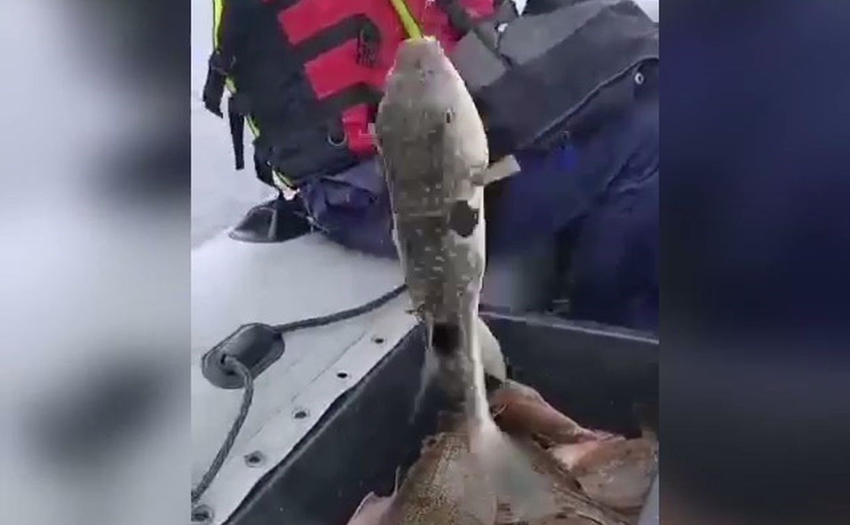 "Что это такое?": сахалинцам рассказали о нашествии "непонятной" рыбы на западном побережье