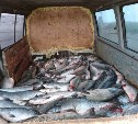 Больше тонны лосося выловили браконьеры в Поронайском районе
