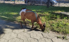 Общество
